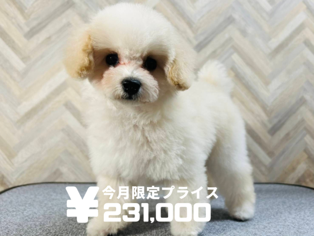 岡山県のトイプードル(トイ) (アミーゴ水島店/2025年10月30日生まれ/女の子/クリーム)の子犬