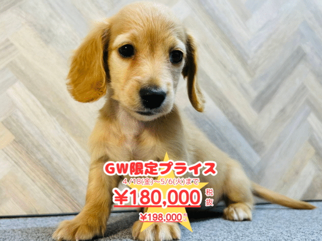 岡山県のカニンヘンダックスフンド(ロング) (アミーゴ水島店/2024年11月16日生まれ/男の子/イエロー)の子犬