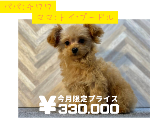 岡山県のハーフ犬・ミックス犬 (アミーゴ水島店/2024年9月20日生まれ/女の子/レッド)の子犬