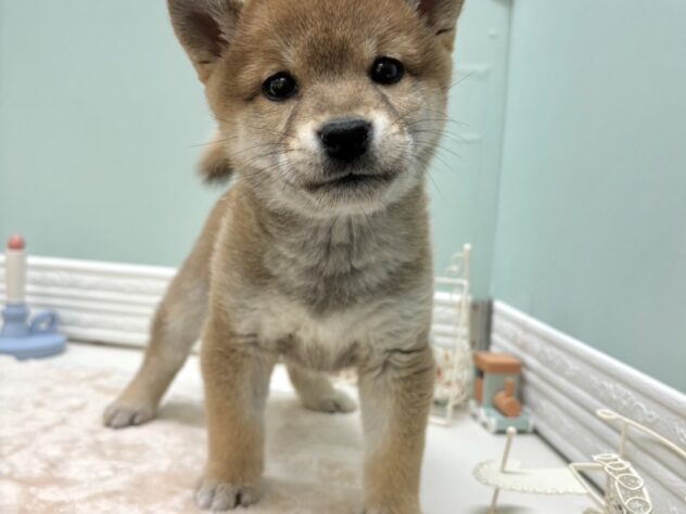 富山県の柴犬(標準サイズ) (アミーゴ高岡蓮花寺店/2024年11月12日生まれ/女の子/赤)の子犬