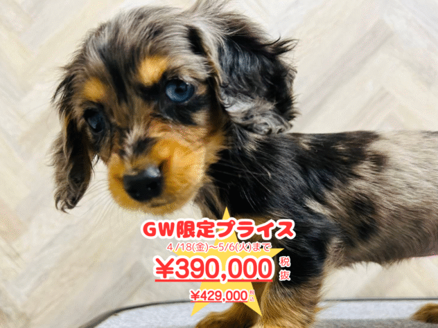 岡山県のカニンヘンダックスフンド(ロング) (アミーゴ水島店/2024年11月17日生まれ/女の子/シルバーダップル)の子犬