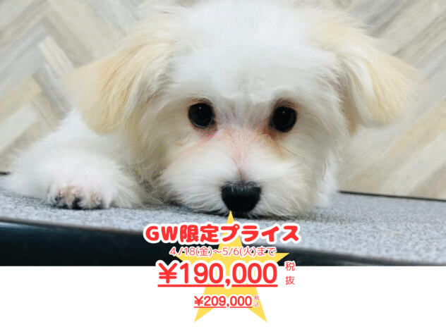 岡山県のハーフ犬・ミックス犬 (アミーゴ水島店/2024年11月22日生まれ/女の子/ホワイトクリーム)の子犬