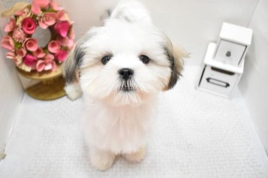 大阪府のハーフ犬・ミックス犬 (アミーゴ豊中服部店/2024年10月30日生まれ/男の子/ホワイトゴールド)の子犬