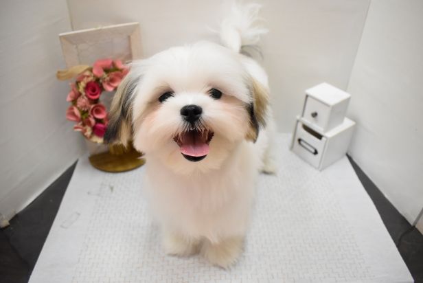 大阪府のハーフ犬・ミックス犬 (アミーゴ豊中服部店/2024年10月30日生まれ/男の子/ホワイトゴールド)の子犬