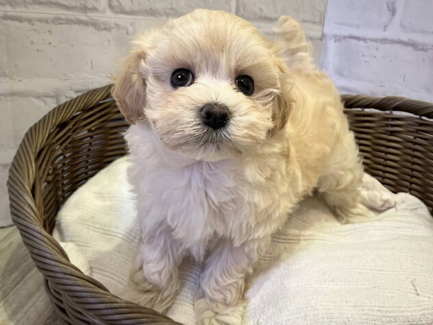 秋田県のハーフ犬・ミックス犬 (アミーゴ秋田茨島店/2024年11月16日生まれ/男の子/クリーム)の子犬