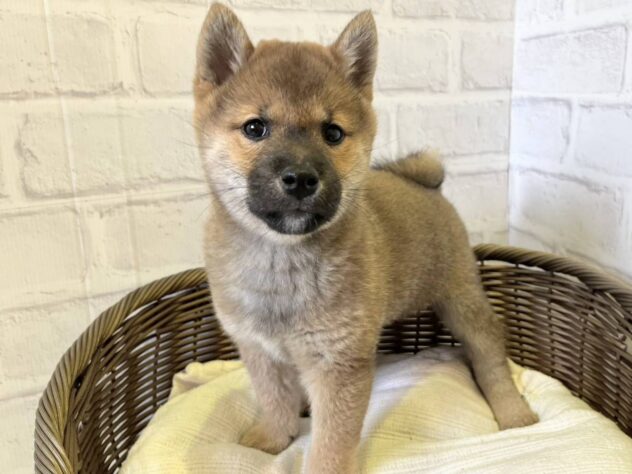 秋田県の豆柴 (アミーゴ秋田茨島店/2024年11月23日生まれ/男の子/赤)の子犬