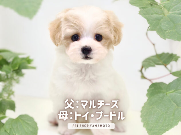 岡山県のハーフ犬・ミックス犬 (アミーゴ大安寺店/2024年11月23日生まれ/女の子/ホワイト)の子犬