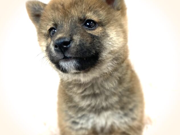 岡山県の豆柴 (アミーゴ津山店/2024年11月13日生まれ/男の子/赤)の子犬