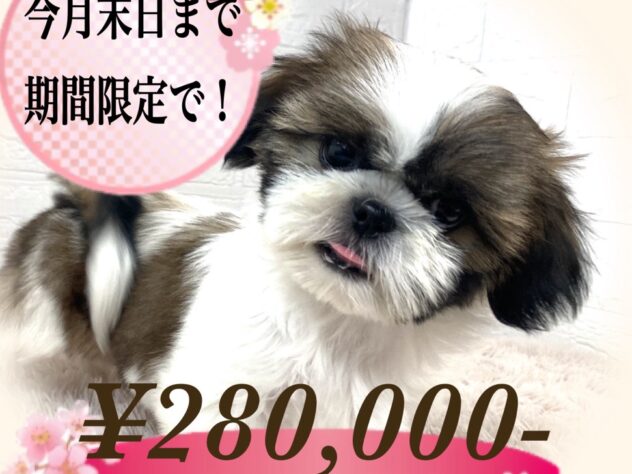 岡山県のシーズー (アミーゴ津山店/2024年11月1日生まれ/女の子/ホワイトゴールド)の子犬