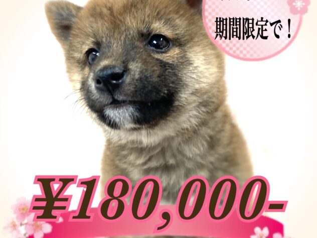 岡山県の豆柴 (アミーゴ津山店/2024年11月13日生まれ/男の子/赤)の子犬