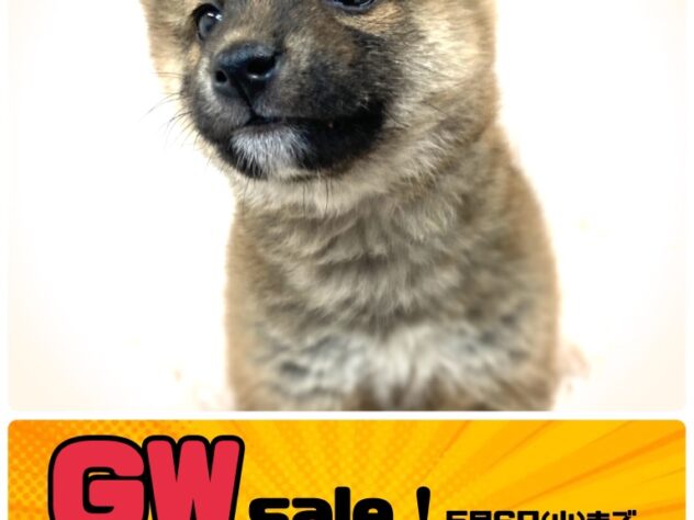 岡山県の豆柴 (アミーゴ津山店/2024年11月13日生まれ/男の子/赤)の子犬