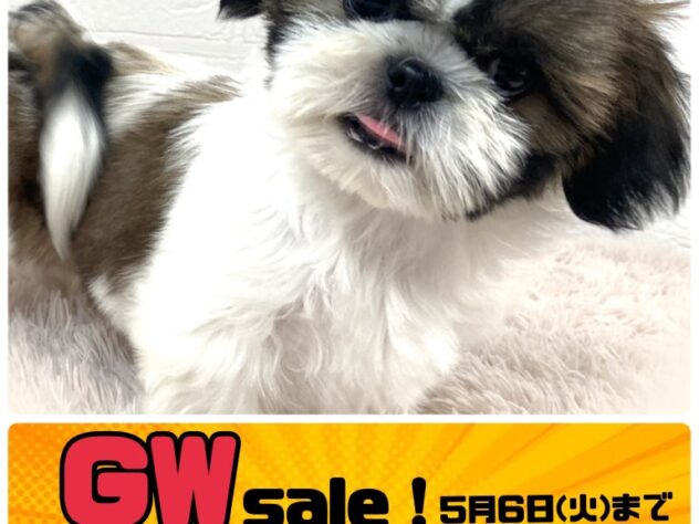 岡山県のシーズー (アミーゴ津山店/2024年11月1日生まれ/女の子/ホワイトゴールド)の子犬