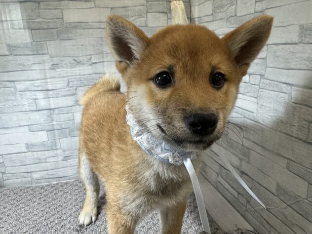 愛媛県の豆柴 (アミーゴ松山久米店/2024年10月13日生まれ/男の子/赤)の子犬