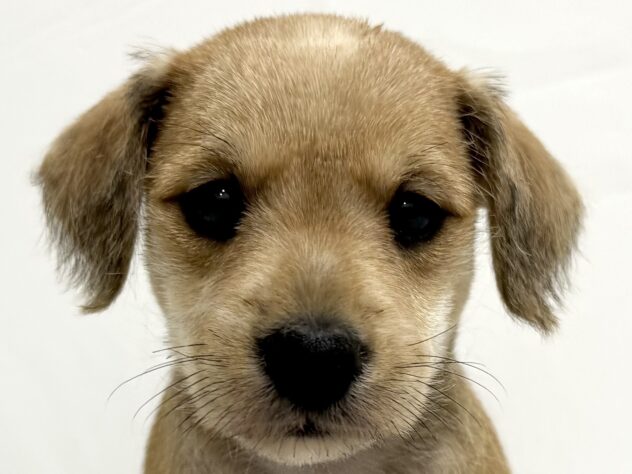 三重県のハーフ犬・ミックス犬 (アミーゴ四日市日永店/2024年10月30日生まれ/女の子/その他色)の子犬