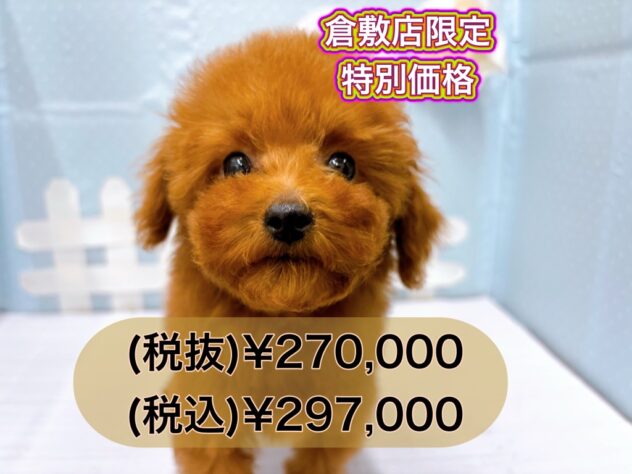 岡山県のトイプードル(トイ) (アミーゴ倉敷店/2024年11月19日生まれ/女の子/レッド)の子犬