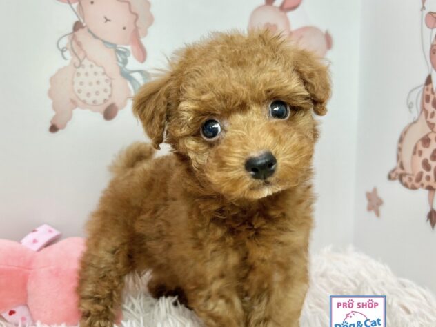 広島県のトイプードル(トイ) (アミーゴ温品店/2024年11月10日生まれ/男の子/レッド)の子犬