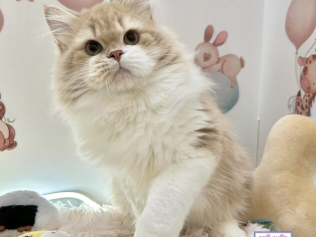 広島県のサイベリアン (アミーゴ温品店/2024年9月6日生まれ/男の子/クリームタビーホワイト)の子猫