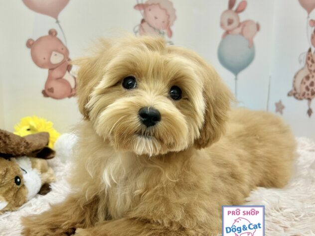 広島県のハーフ犬・ミックス犬 (アミーゴ温品店/2024年11月16日生まれ/女の子/クリーム)の子犬