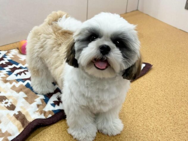 徳島県のシーズー (アミーゴ徳島店/2024年7月6日生まれ/男の子/ホワイトゴールド)の子犬