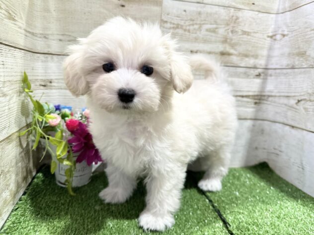 徳島県のハーフ犬・ミックス犬 (アミーゴ徳島沖浜店/2024年11月15日生まれ/男の子/ホワイト)の子犬