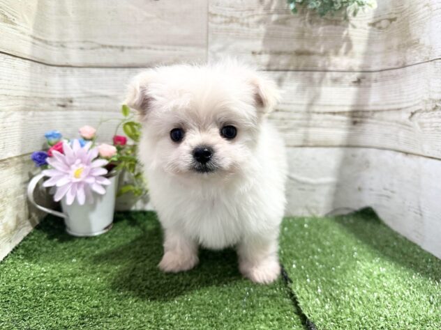 徳島県のハーフ犬・ミックス犬 (アミーゴ徳島沖浜店/2024年12月2日生まれ/男の子/クリーム)の子犬