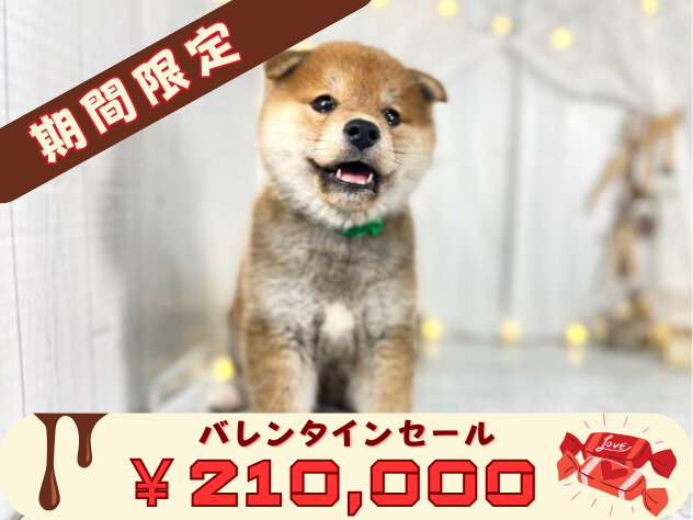 香川県の柴犬(標準サイズ) (アミーゴ屋島店/2024年11月20日生まれ/女の子/赤)の子犬