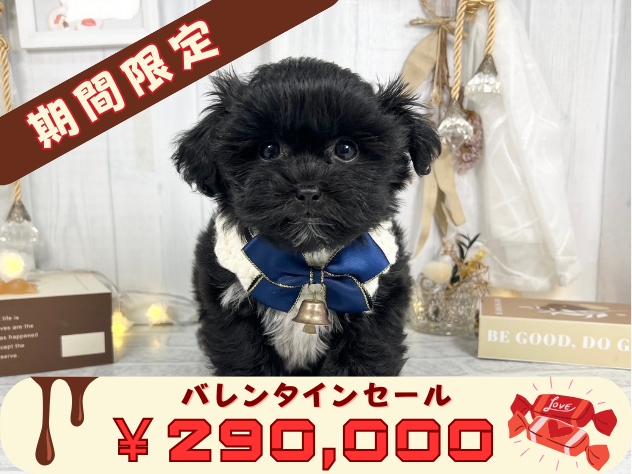 香川県のハーフ犬・ミックス犬 (アミーゴ屋島店/2024年11月12日生まれ/女の子/ブラックホワイト)の子犬