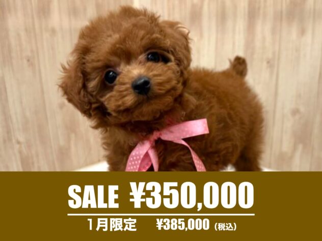 広島県のトイプードル(トイ) (アミーゴ東深津店/2024年10月14日生まれ/女の子/レッド)の子犬