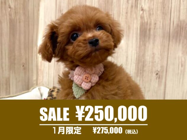 広島県のハーフ犬・ミックス犬 (アミーゴ東深津店/2024年10月10日生まれ/女の子/レッド)の子犬