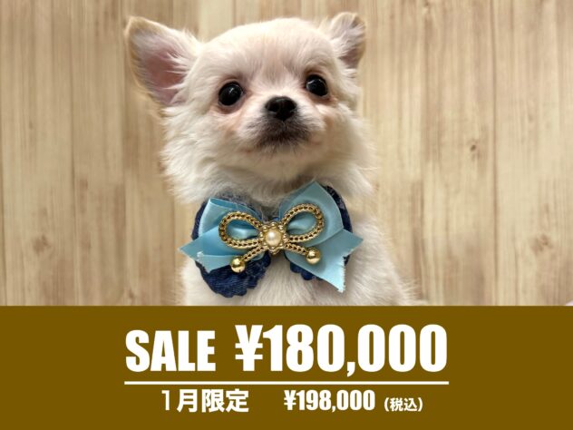 広島県のチワワ(ロング) (アミーゴ東深津店/2024年11月24日生まれ/男の子/クリーム)の子犬