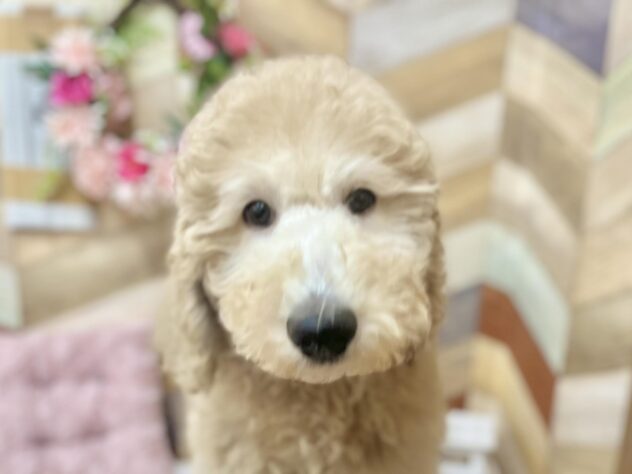 高知県のスタンダードプードル (アミーゴ高知店/2024年9月21日生まれ/男の子/クリーム)の子犬