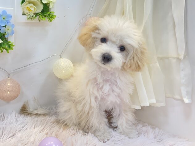 兵庫県のハーフ犬・ミックス犬 (アミーゴ姫路飾磨店/2024年9月12日生まれ/男の子/クリーム)の子犬