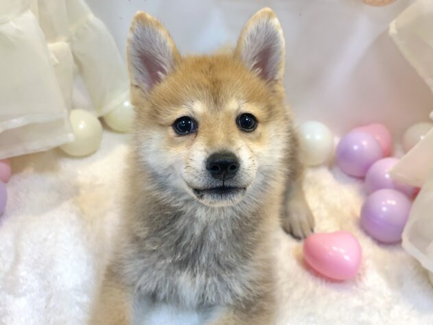 兵庫県のハーフ犬・ミックス犬 (アミーゴ姫路飾磨店/2024年10月5日生まれ/男の子/赤)の子犬