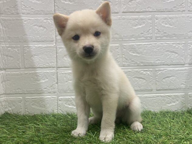 新潟県の豆柴 (アミーゴ新潟小新店/2024年11月10日生まれ/女の子/白)の子犬