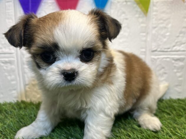 宮城県のハーフ犬・ミックス犬 (アミーゴ仙台富沢店/2024年11月2日生まれ/女の子/ゴールドホワイト)の子犬