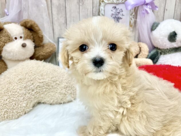 岡山県のハーフ犬・ミックス犬 (アミーゴ高屋店/2024年11月9日生まれ/男の子/アプリコット)の子犬