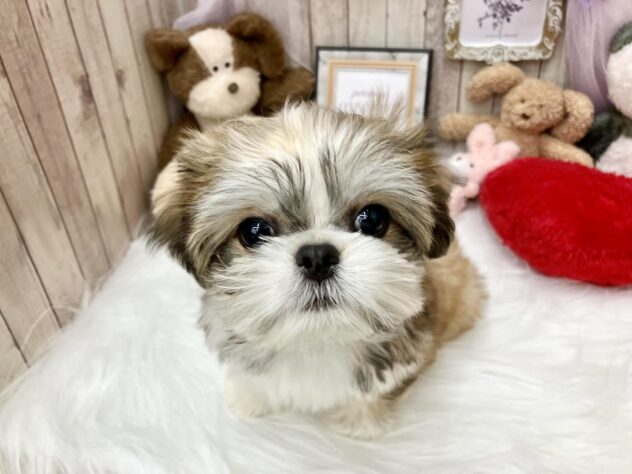 岡山県のハーフ犬・ミックス犬 (アミーゴ高屋店/2024年10月2日生まれ/男の子/フォーン系)の子犬