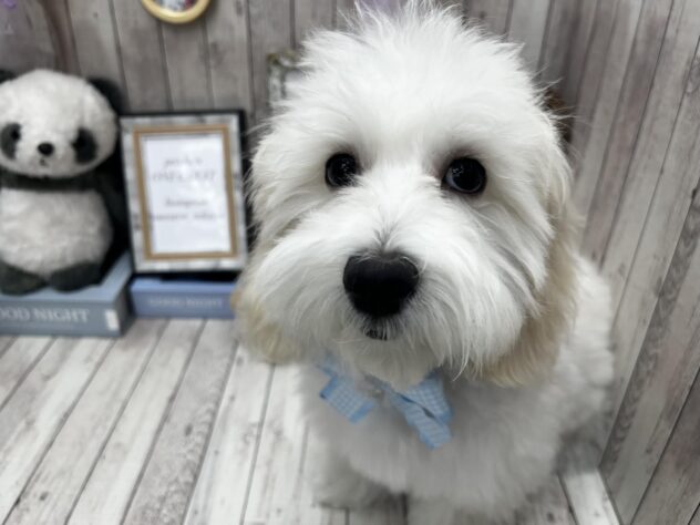 岡山県のハーフ犬・ミックス犬 (アミーゴ高屋店/2024年9月18日生まれ/女の子/ホワイト)の子犬