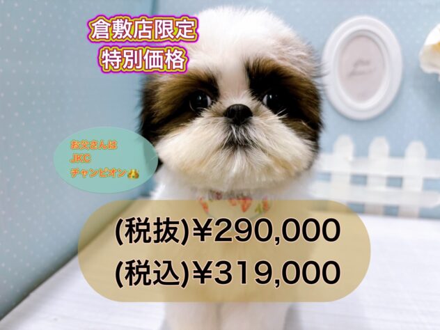 岡山県のシーズー (アミーゴ倉敷店/2024年9月8日生まれ/男の子/ホワイトブラウン)の子犬