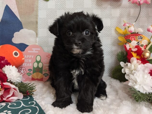 宮城県のハーフ犬・ミックス犬 (アミーゴ古川駅前店/2024年11月26日生まれ/女の子/ホワイトブラックタン)の子犬