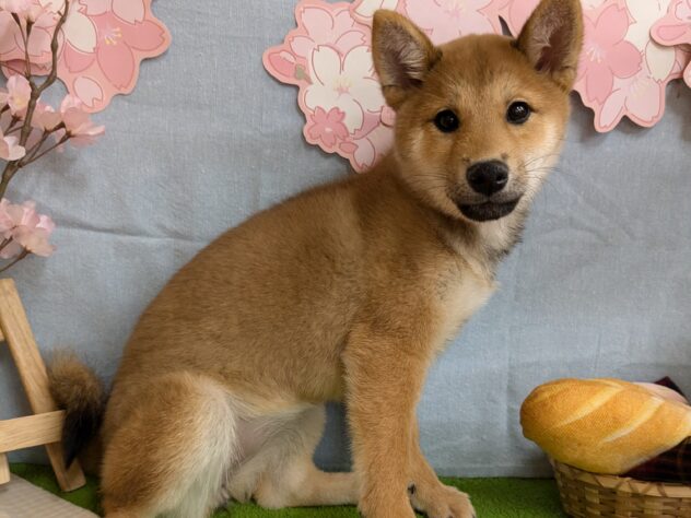 宮城県の柴犬(標準サイズ) (アミーゴ古川駅前店/2024年10月20日生まれ/女の子/赤)の子犬