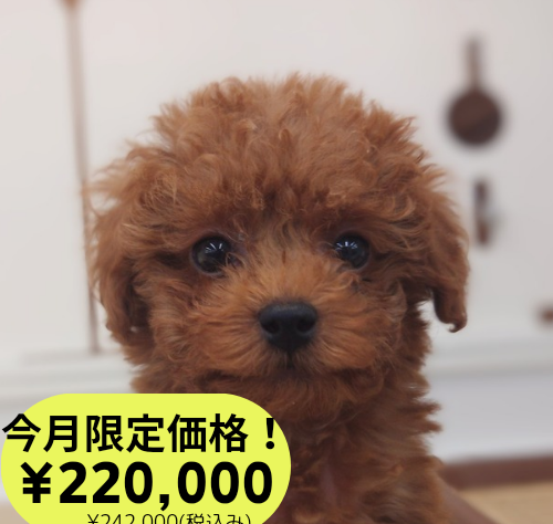 岡山県のトイプードル(トイ) (アミーゴ中庄店/2024年11月13日生まれ/男の子/レッドフォーン)の子犬