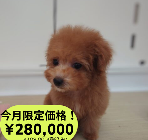 岡山県のトイプードル(トイ) (アミーゴ中庄店/2024年11月19日生まれ/女の子/レッドフォーン)の子犬