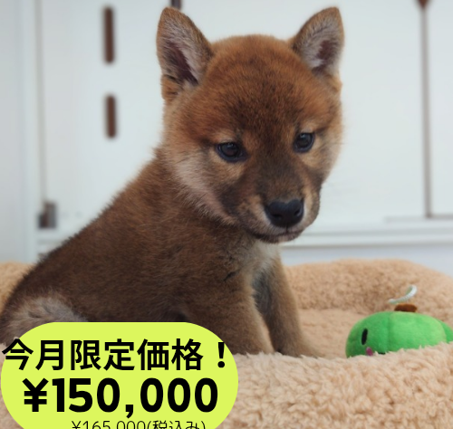 岡山県の柴犬(標準サイズ) (アミーゴ中庄店/2024年11月28日生まれ/男の子/赤)の子犬