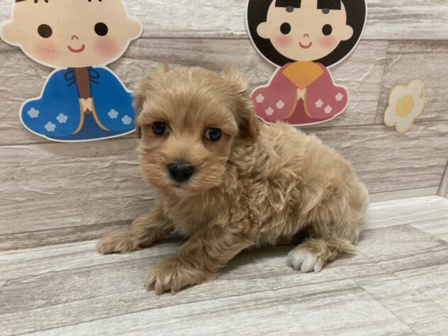 宮城県のハーフ犬・ミックス犬 (アミーゴ多賀城店/2024年12月4日生まれ/男の子/クリーム)の子犬