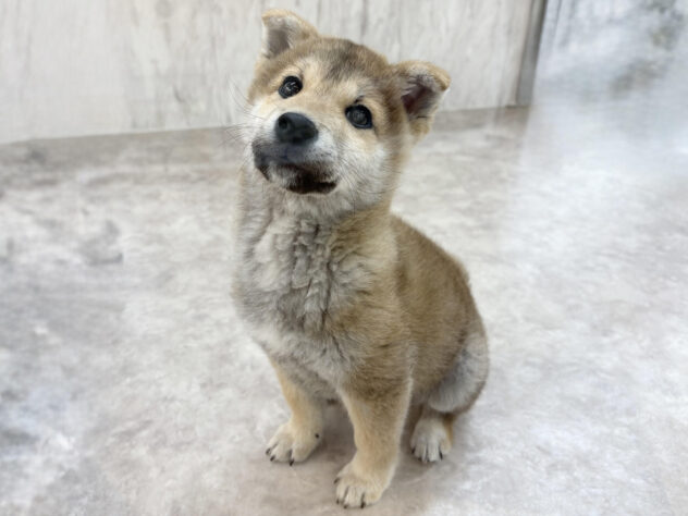 福島県の柴犬(標準サイズ) (アミーゴ郡山南店/2024年11月18日生まれ/男の子/赤)の子犬