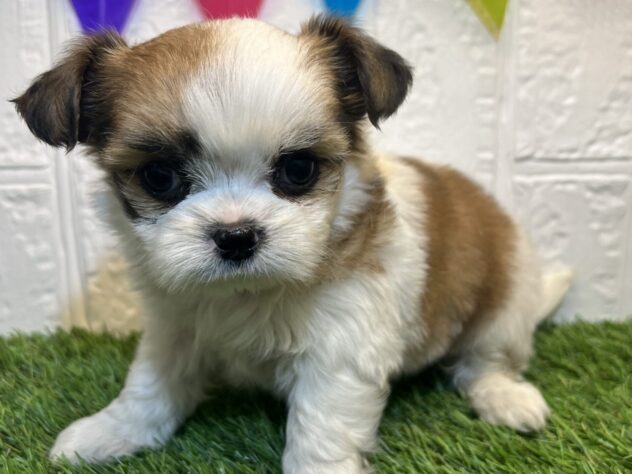 福島県のハーフ犬・ミックス犬 (アミーゴ郡山南店/2024年11月2日生まれ/女の子/ゴールドホワイト)の子犬