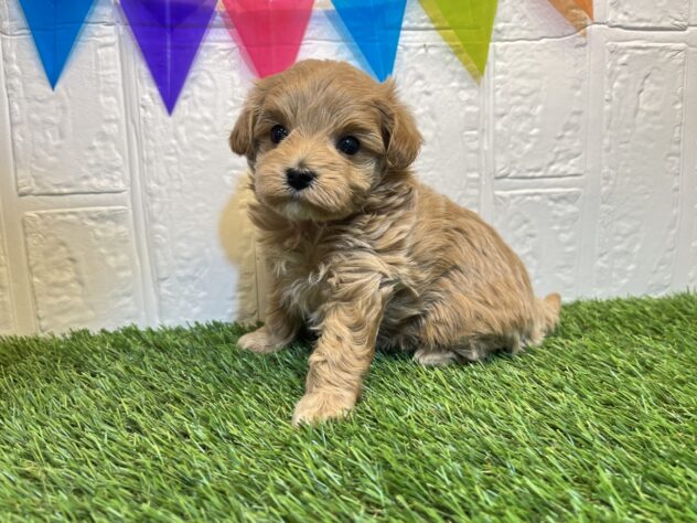 福島県のハーフ犬・ミックス犬 (アミーゴ郡山南店/2024年10月27日生まれ/女の子/アプリコット)の子犬