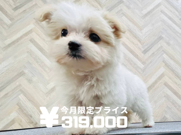 岡山県のハーフ犬・ミックス犬 (アミーゴ水島店/2024年11月22日生まれ/女の子/ホワイトクリーム)の子犬