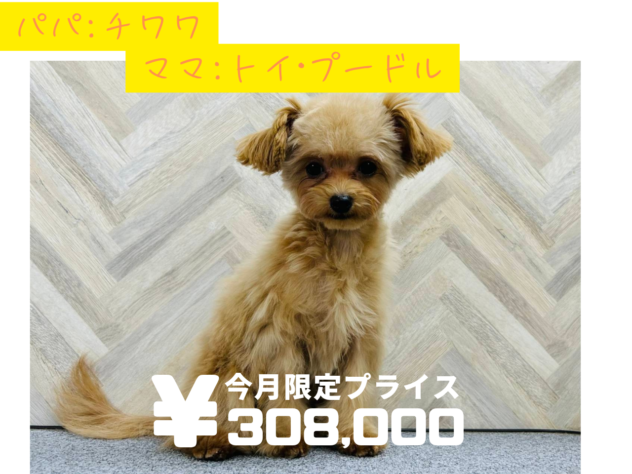 岡山県のハーフ犬・ミックス犬 (アミーゴ水島店/2024年9月20日生まれ/女の子/02 レッド系)の子犬